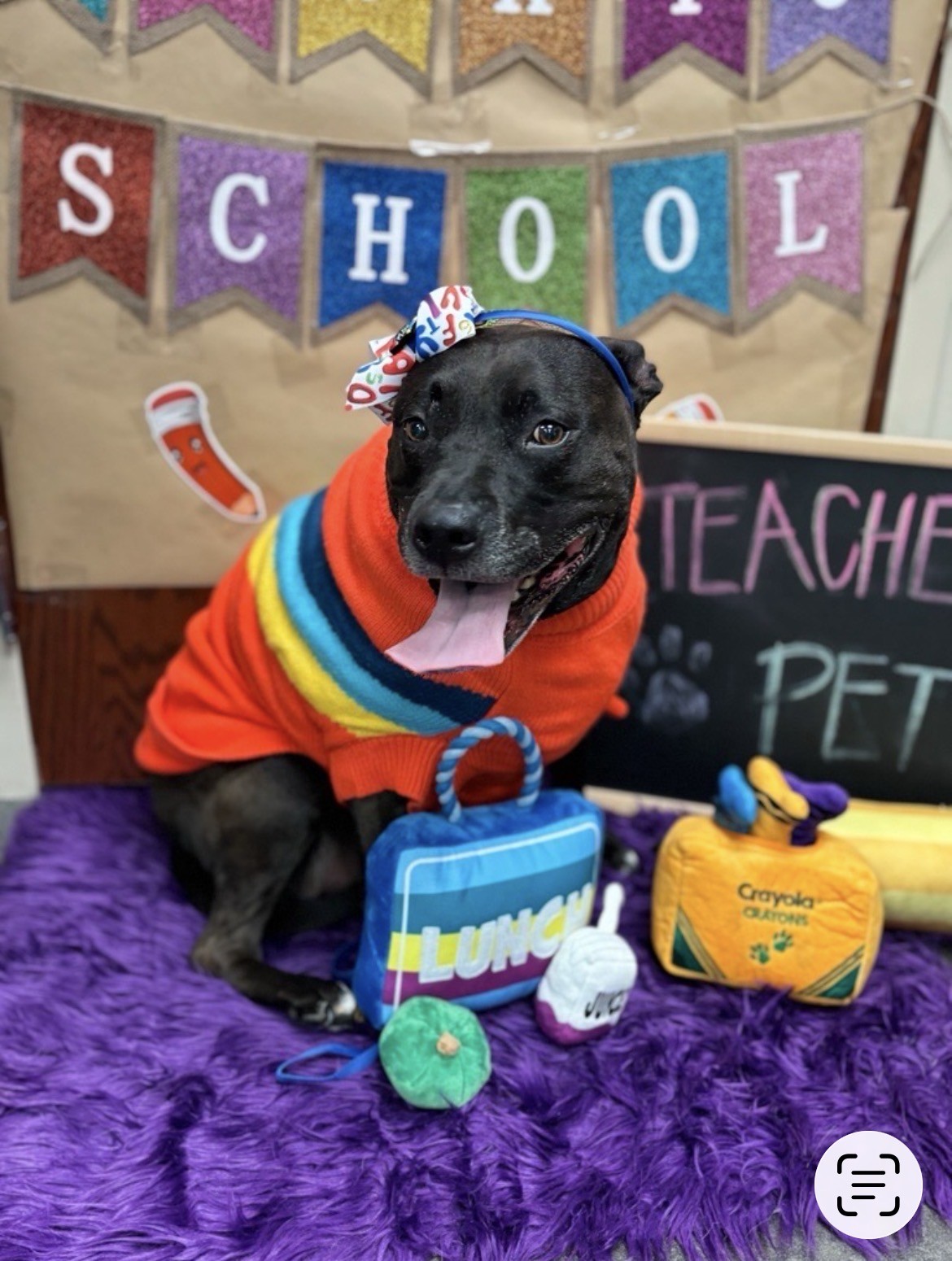 Sparky, the author's dog